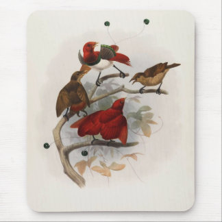 Elliot - Cicinnurus regius - König-Vogel des Parad Mousepad