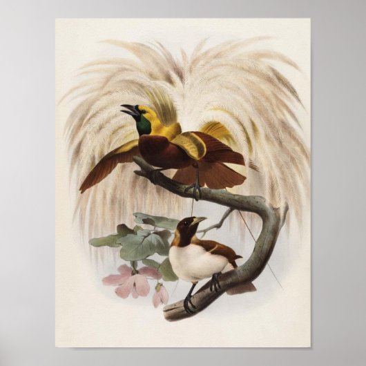 Elliot - Paradisea minor - Paradise-Bird Poster (Vorne)