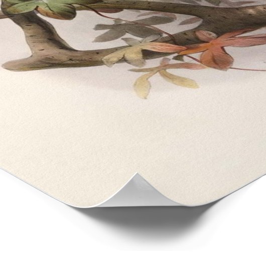 Elliot - Paradisea sanguinea - Roter Bird of Parad Poster (Ecke)