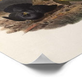 Elliot - Ptilorhynchus violaceus - Satin Bower-bir Poster (Ecke)