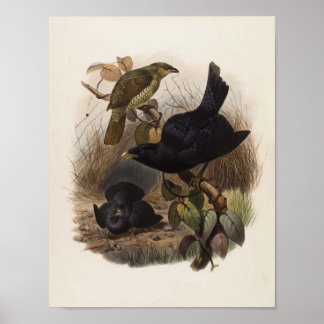 Elliot - Ptilorhynchus violaceus - Satin Bower-bir Poster