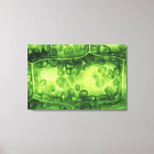 Elodea Pflanze Cells Leinwanddruck (Vorderseite)