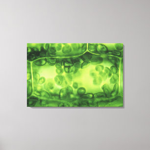 Elodea-Pflanzen-Zellen Leinwanddruck