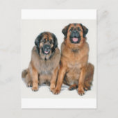 Elsa & Wellington Postkarte (Vorderseite)