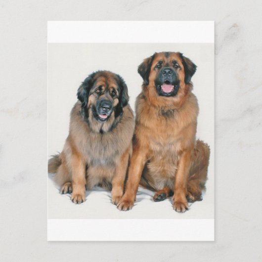 Elsa & Wellington Postkarte (Vorderseite)