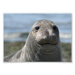 Elsie Mae Anacortes Fotodruck