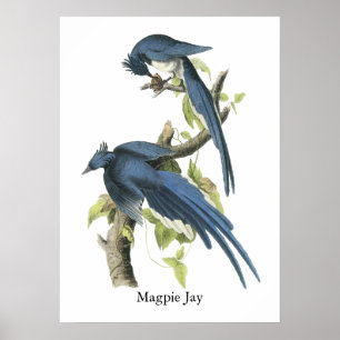 Elster-Jay, John Audubon Poster