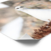 Elusive Ptarmigan Fotodruck (Ecke)