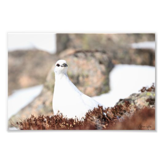 Elusive Ptarmigan Fotodruck (Vorne)
