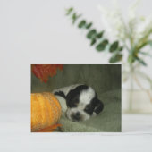 ELVIS , Blue roan &tan American cocker spaniel pup Postkarte (Stehend Vorderseite)