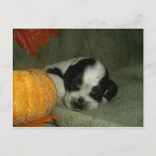 ELVIS , Blue roan &tan American cocker spaniel pup Postkarte