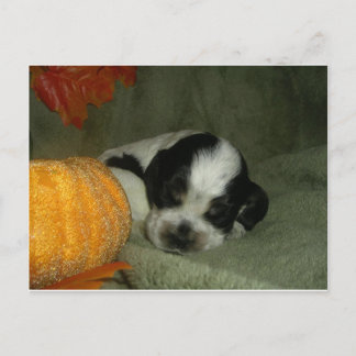 ELVIS , Blue roan &tan American cocker spaniel pup Postkarte