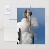 Elvis - Die Postkarte des Holzstorchs (Vorne/Hinten)