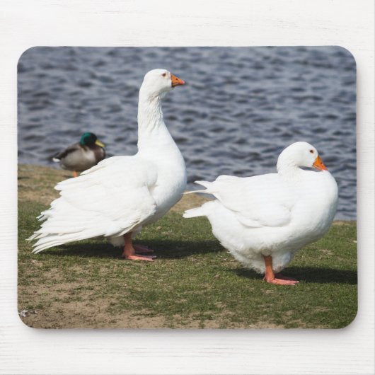 Embden Geese Mousepad (Vorne)