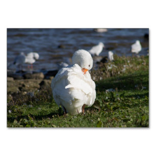 Embden Goose Tischnummer