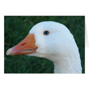 Embeden Goose