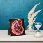 Embryo Fotoplatte (InSitu)