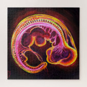Embryo Puzzle (Horizontal)