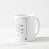 Embryologie-Tasse Kaffeetasse (VorderseiteRechts)