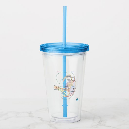Embryologie Tumbler mit Lid + Stroh Acryltrinkbecher (Vorderseite)