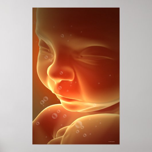 Embryonale Entwicklung 4 Poster (Vorne)