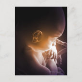 Embryonale Entwicklung 5 Postkarte (Vorderseite)