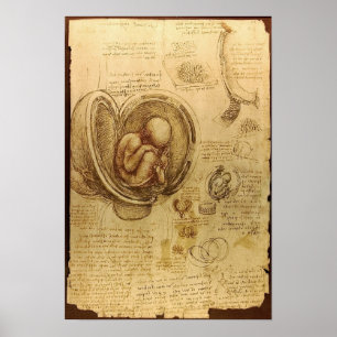 Embryonenstudien Poster