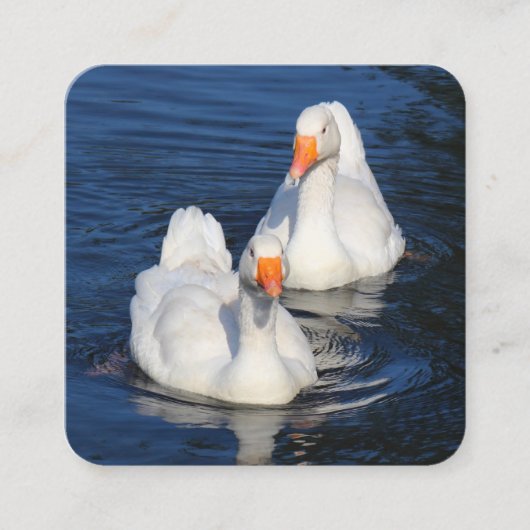 Emden Geese Quadratische Visitenkarte (Vorderseite)