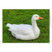 Emden Goose (Vorderseite (Horizontal))
