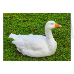 Emden Goose