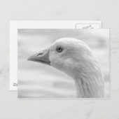 Emden Goose B&W, Roath Park Lake, Cardiff, Wales. Postkarte (Vorne/Hinten)