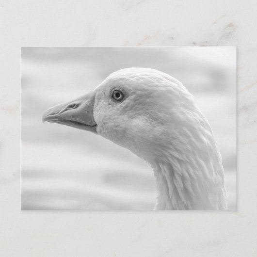 Emden Goose B&W, Roath Park Lake, Cardiff, Wales. Postkarte (Vorderseite)