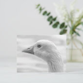 Emden Goose B&W, Roath Park Lake, Cardiff, Wales. Postkarte (Stehend Vorderseite)