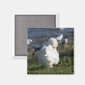 Emden Goose Magnet (Vorderseite/Rückseite)