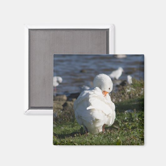 Emden Goose Magnet (Vorderseite/Rückseite)