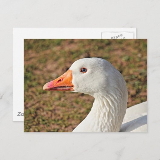 Emden Goose Postcard Postkarte (Vorne/Hinten)