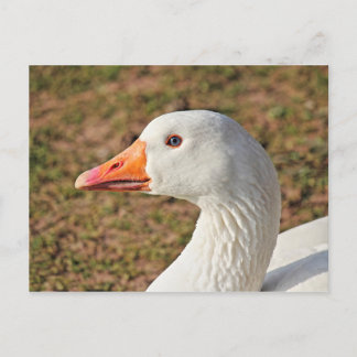 Emden Goose Postcard Postkarte