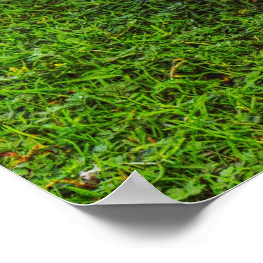 Emden Goose Poster (Ecke)