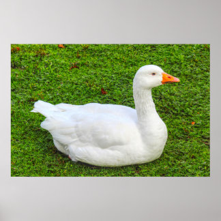 Emden Goose Poster