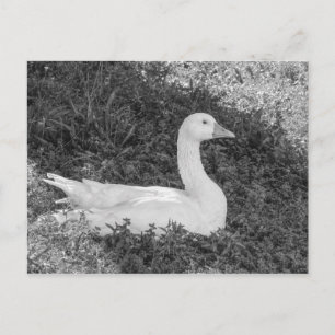 Emden Goose Sitting in the Shade B&W Postkarte