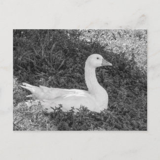 Emden Goose Sitting in the Shade B&W Postkarte