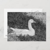 Emden Goose Sitting in the Shade B&W Postkarte (Vorne/Hinten)