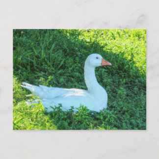 Emden Goose Sitzen im Shade Postcard Postkarte