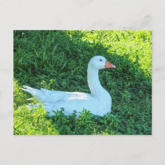 Emden Goose Sitzen im Shade Postcard Postkarte (Vorderseite)