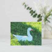 Emden Goose Sitzen im Shade Postcard Postkarte (Stehend Vorderseite)