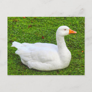 Emden Gose, Roath Park Lake, Cardiff, Wales. Post Postkarte