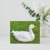 Emden Gose, Roath Park Lake, Cardiff, Wales. Post Postkarte (Stehend Vorderseite)