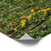 Emden Gose, Roath Park Lake, Cardiff, Wales. Poster (Ecke)