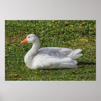 Emden Gose, Roath Park Lake, Cardiff, Wales. Poster