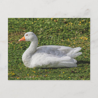 Emden Gose, Roath Park Lake, Cardiff, Wales. Postkarte